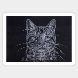 American Shorthair Sticker